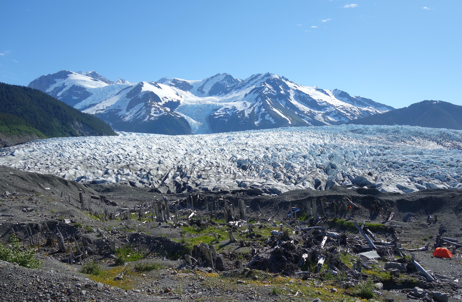 A rugged glacier and mountains rise above an expanse of gravel studded with old tree stumps.